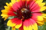 360dni.pl - galeria - zdjęcia - kwiat - kwiaty - pszczoła